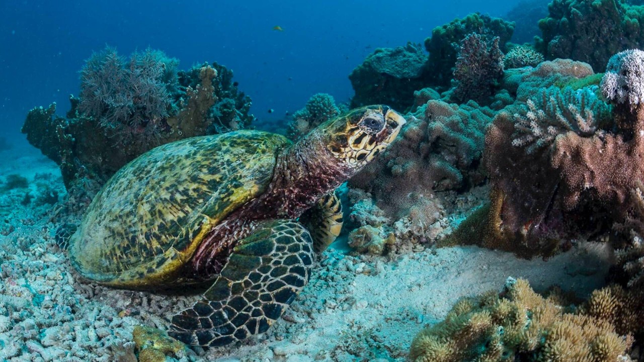 Кения, САФАРИ С ДЕЛЬФИНАМИ 4K, Остров WASINI, ПАРК KISITI, ныряние в Индийском океане, СКАЛЫ ВЕЧНОСТ