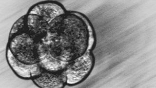 Former couple in legal battle over frozen embryos Former couple in legal battle over frozen embryos
