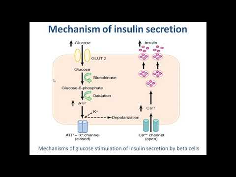 endocrine - 3 How insulin is secreted - YouTube
