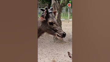 🔥 khu nuôi thú khu du lịch sinh thái suối nước nóng Bình châu 🐴 huyện Xuyên Mộc Bà Rịa Vũng Tàu