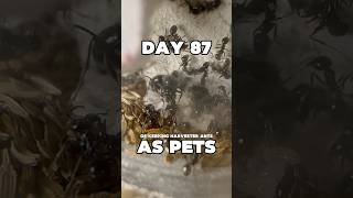 Day 87 Of Keeping Harvester Ants As Pets