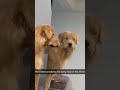 Funny Golden retriever #funny #funnydogs #funymoments #funnypets #funnyanimals