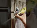 麦茶の季節です　#セキセイインコ #birds #parakeet #鳥