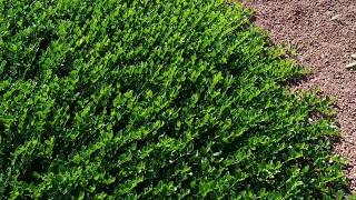 Carissa macrocarpa prostrata (Creeping Natal Plum) shrubs