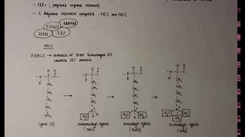 Polycomb Group Proteins