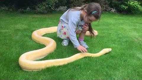 5 year old keeping the flies off Reticulated Python