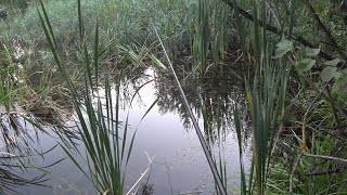 видео: Незнайомий ставок і риба тут є... картинка: Незнайомий ставок і риба тут є...