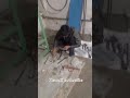 3 phase machine connection and fitting work #industrialelectrician #ytshort #reel #virl #india