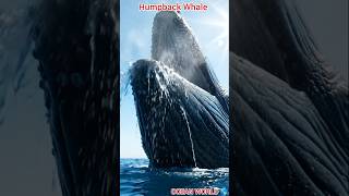 The Majesty of the Deep Ocean 🌊#WhaleBreach #OceanMajesty #shorts #youtubeshorts