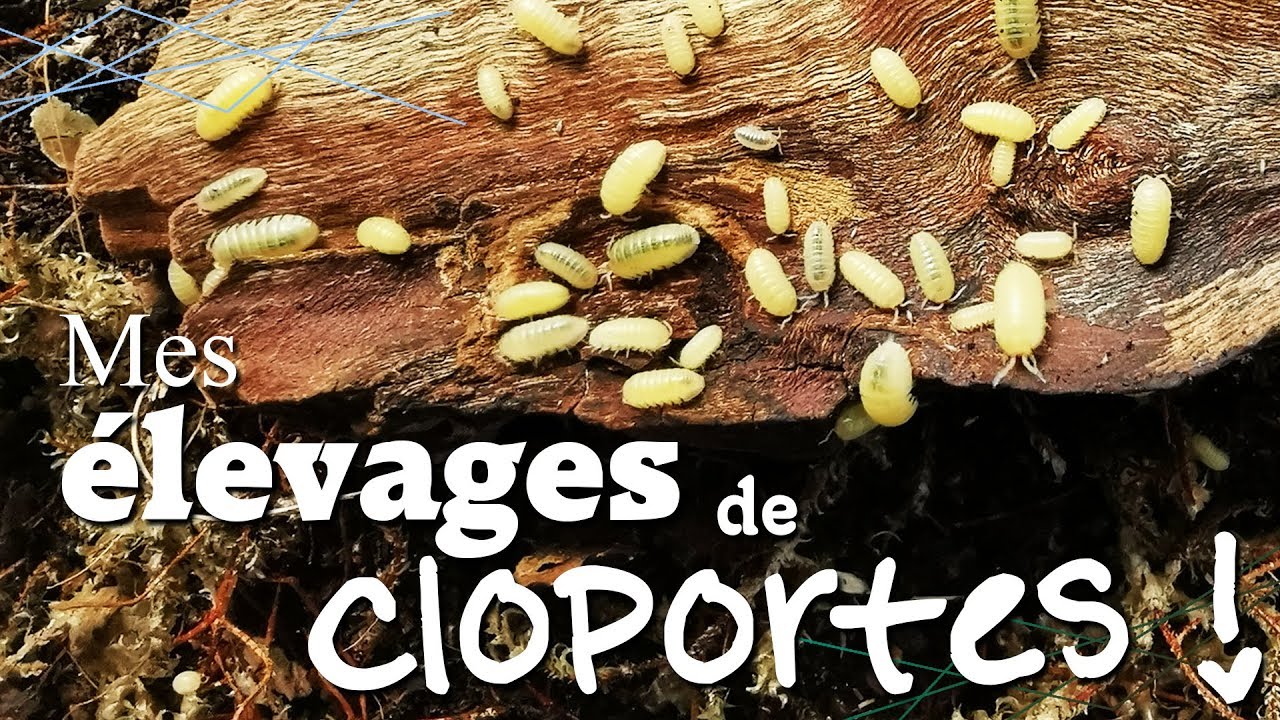 NOUVELLES de mes CLOPORTES !
