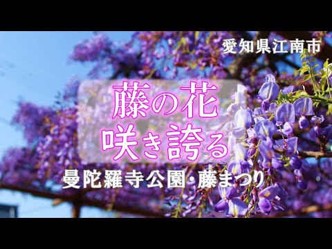 【藤まつり】藤の花 咲き誇る 曼陀羅寺公園・愛知県 江南市