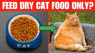 THIS Happens When You Feed Your Cat Dry Food Only Every Day