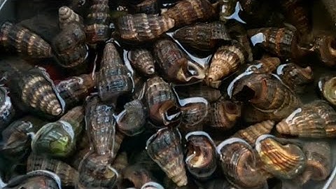 Trãi Nghiệm Bắt Chem Chép Ốc Len Nuôi Tại Rừng Sác | Gia Đình Cần Giờ |