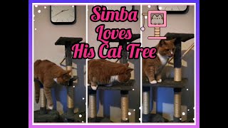 Simba The Beautiful BSH Kitty Cat On The Cat Tree by We Love Cats 28 views 2 years ago 1 minute, 48 seconds