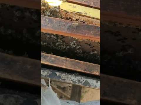 حضنه فى برواز مكسور      