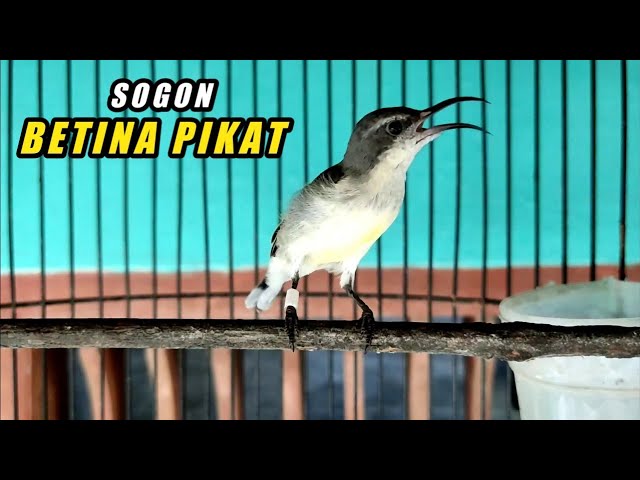 SOGON BETINA MEMANGGIL JANTAN | SUARA PIKAT SOGON BETINA GACOR class=