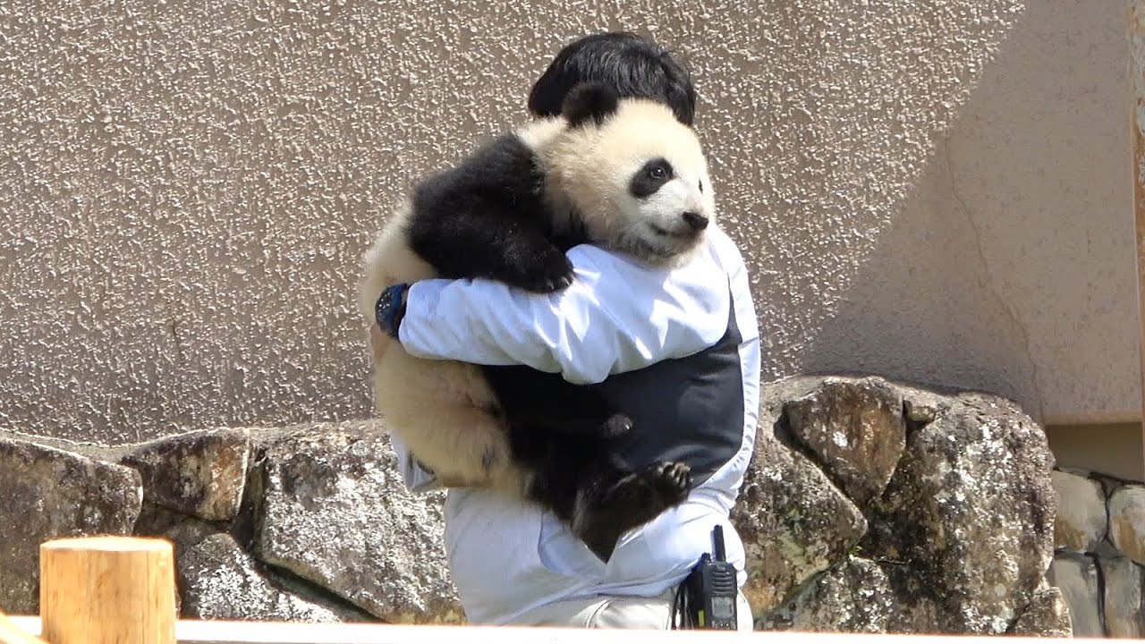 飼育員さんとの微笑ましいシーン♥ 抱っこされる姿も可愛い♥ #パンダ #かわいい #アドベン #アドベンチャーワールド