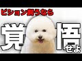 【解説】迎える前に1度見て!ビションフリーゼの魅力や注意点について教えます!