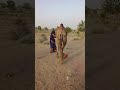 ٱل ق ر ب ة م ر ب وط ة ب ذ ي ل ٱل ج م ل و ٱل ع ر وس ت ذ ه ب ب ه ا