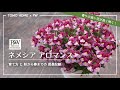 PW ネメシア アロマンス育て方 by ともHOMEさん
