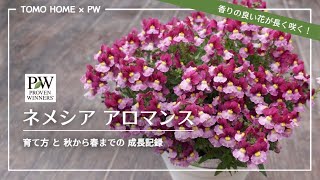 ネメシア アロマンスの育て方 Pw 植物の国際ブランド 花苗 シュラブ 低木 ペレニアル 宿根草 多年草 多肉植物 の育つよろこびをお届けします