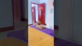狗到底能不能听懂人话 #这狗成精了 #网红狗 #笑到肚子疼 #我要上热们 #创作灵感