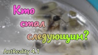 AntReality 4.1 -  Camponotus xerxes