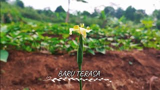 Download lagu BARU TERASA KARAOKE NADA PRIA ( NASAR ) HD QUALITY