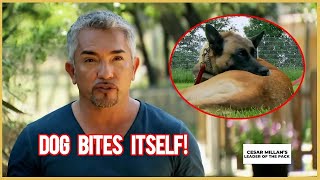 This Dog Bites Itself | Leader of the Pack by Cesar Millan 31,300 views 3 weeks ago 4 minutes, 50 seconds