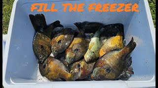 How To Locate Bluegill Beds In Deep Water