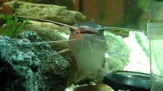 Pictus Cat After Attack By Red Devil Cichlid