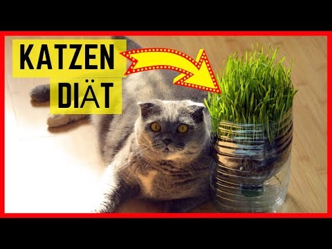 DIÄT FÜR KATZEN? So speckt der Vierbeiner ab