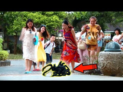 prank-laba-laba-raksasa!