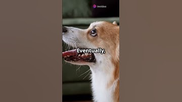 How Dogs Taught Us About Learning! 🐶🔔