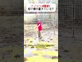 イノシシ大脱走!畑で何が起きている? #野生動物 #農業被害 #イノシシ #現場記録 #自然
