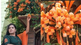 How to grow & care Trumpet Vine| Flame vine|My favorite  creeper#orangeflowers#bigonia