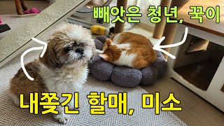 할매 시츄 미소와 능글능글 꾹이