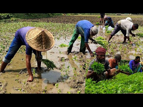 How To Plant Jute