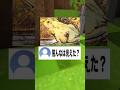 【神回】これカエルじゃないらしい?#shorts #vtuber #錯覚動画