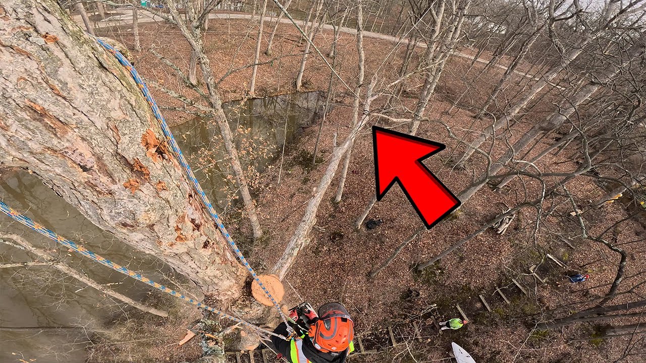 Span Rigging An Oak Removal In A Tight Spot! - YouTube