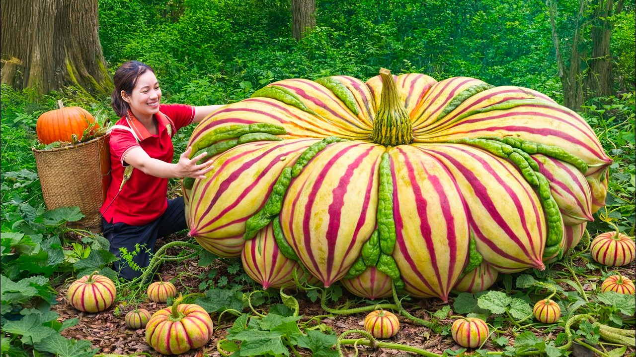 Harvesting a Super Giant Pumpkin in the Deep Forest—So Big It Took Everything to Move!
