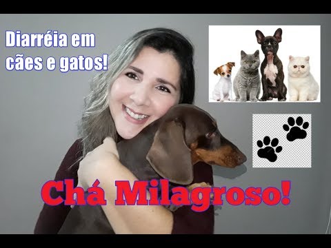 Chá Maravilhoso para Diarreia em Cães e Gatos!