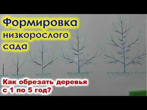 Как формировать НИЗКОРОСЛЫЙ САД