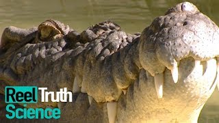 Animals Did It First - How Do Animals Use Weaponry? | Science Documentary | Reel Truth Science