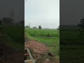 Pemandangan sawah di pagi hari #nature#village