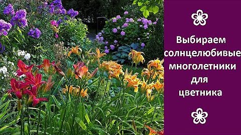 ❀ Выбираем солнцелюбивые многолетние цветы для дачи