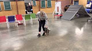 Yo Yo "Yosin" 9 Wk GSD Early Development Skill Session Home Raised Personal Protection Dog Journey