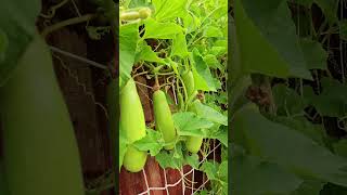 bottle Gourd gardening, turn your wall into vegetable garden for someone who doesn't have a garden