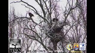 The Trio Eagle Cam - Both Valors mating with Starr ~ 1-31-21