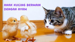 Anak Kucing Bermain dengan Anak Ayam